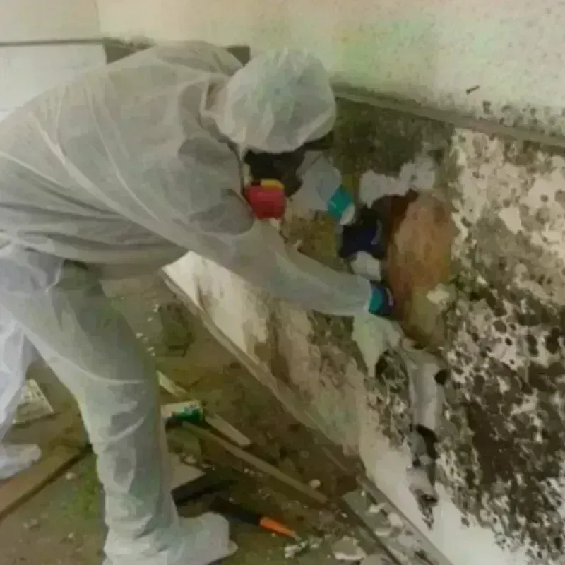 Mold Remediation and Removal in Devola, OH